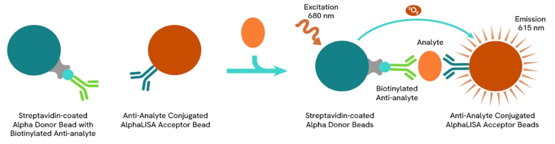 Assay Principle AlphaLISA