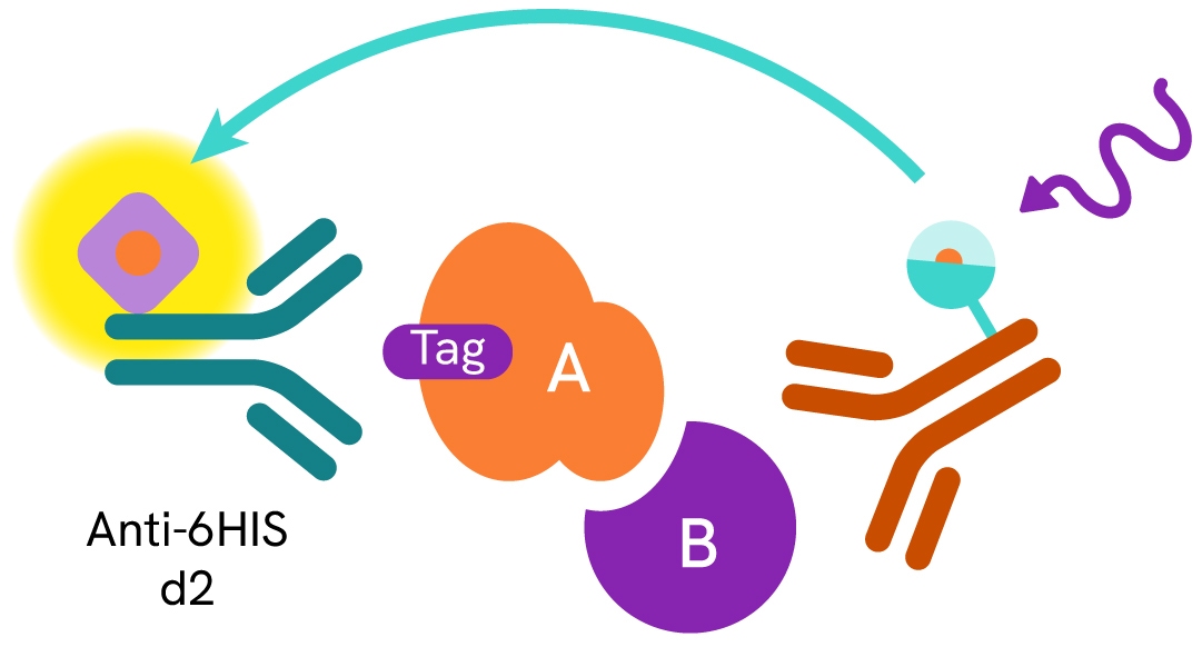 HTRF Anti-6His mAb d2-Conjugate assay principle