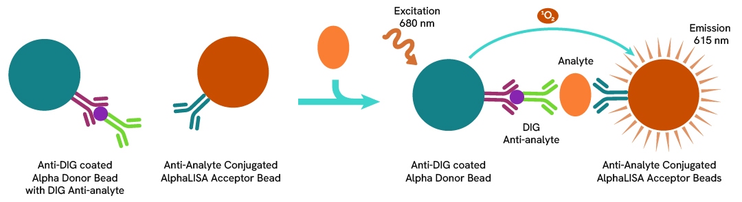 AlphaLISA DIG Assay Principle