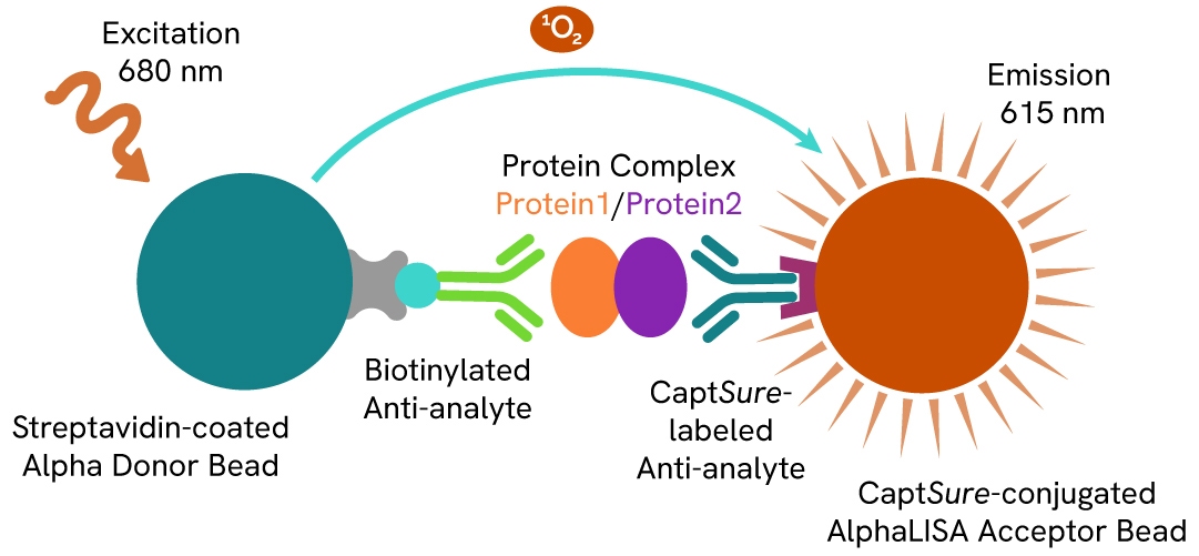 Complex-detection-AlphaLISA SureFire Ultra assay principle