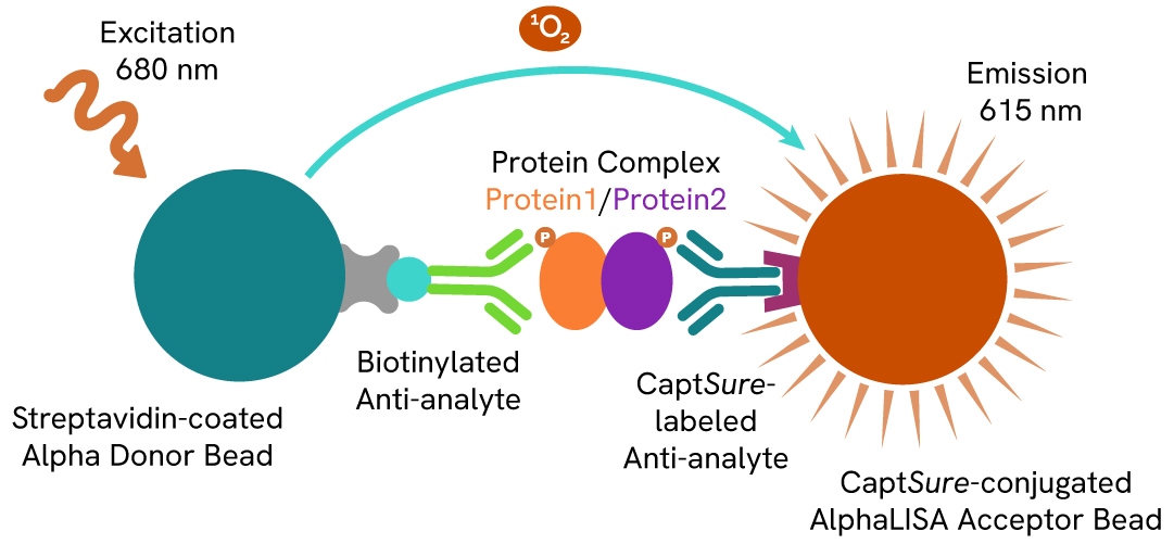Phospho-Complex-detection-AlphaLISA SureFire Ultra assay principle