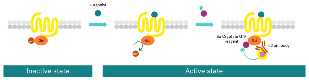 assay principle GTP Gi protein binding kit