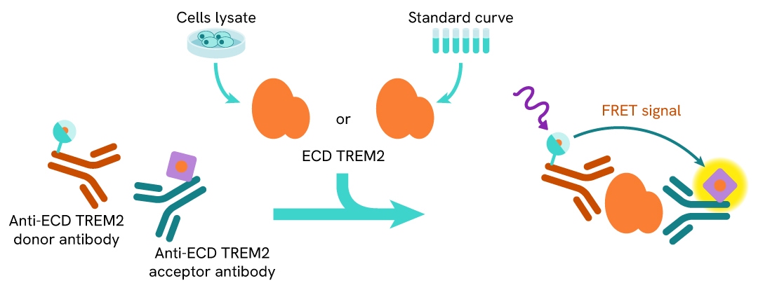 assay principle HTRF TREM2 Ectodomain