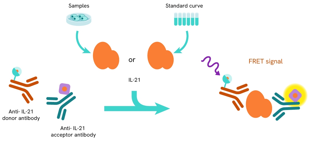 Assay principle HTRF IL-21 kit