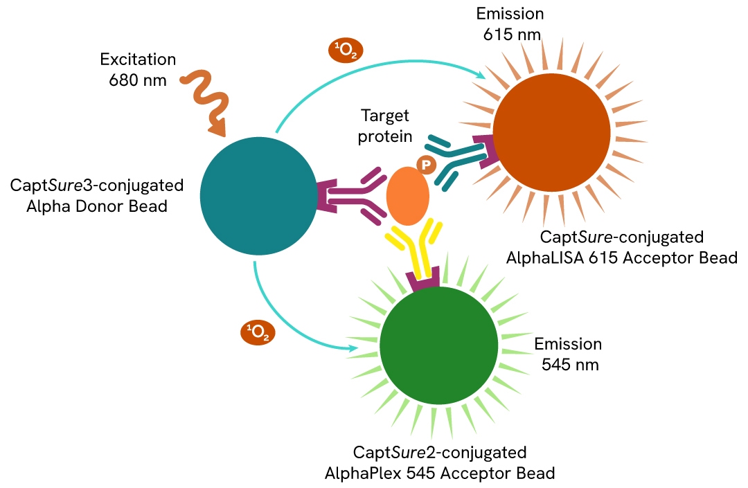 Multiplex SureFire Ultra Biotin Free assay principle