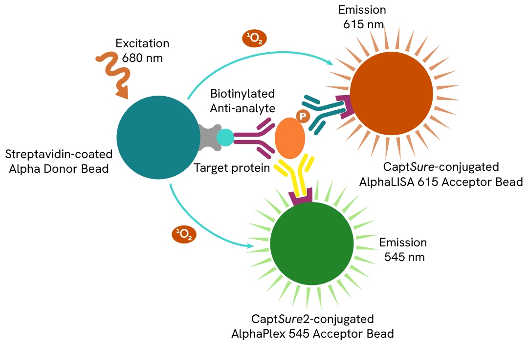 Assay Principle AlphaLISA Mulltiplex SureFire Ultra