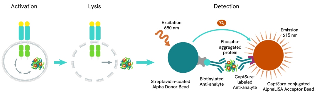 Assay Principle Total Aggregate AlphaLISA SureFire Ultra