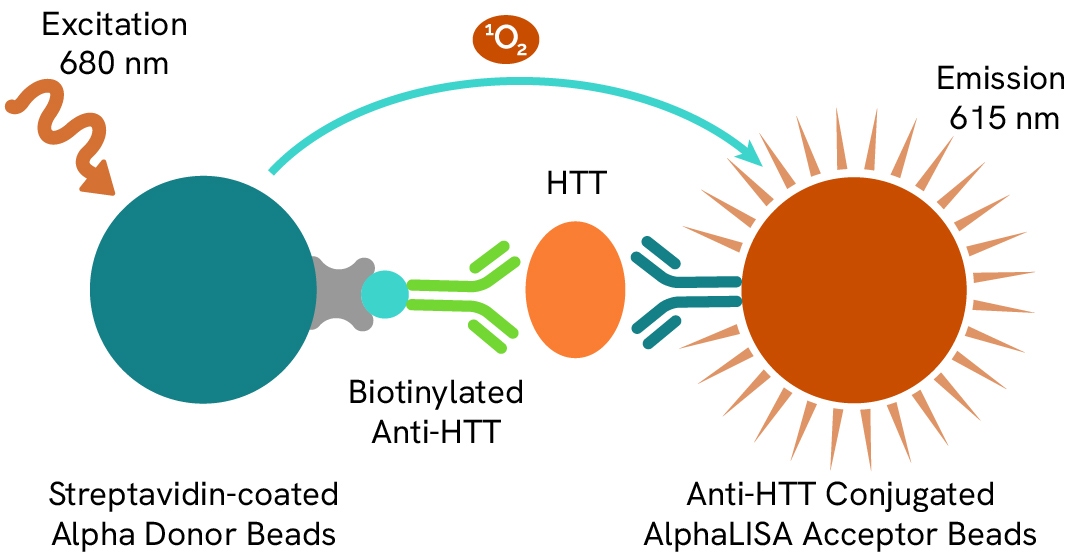 Human & Mouse Total HTT Assay Principle