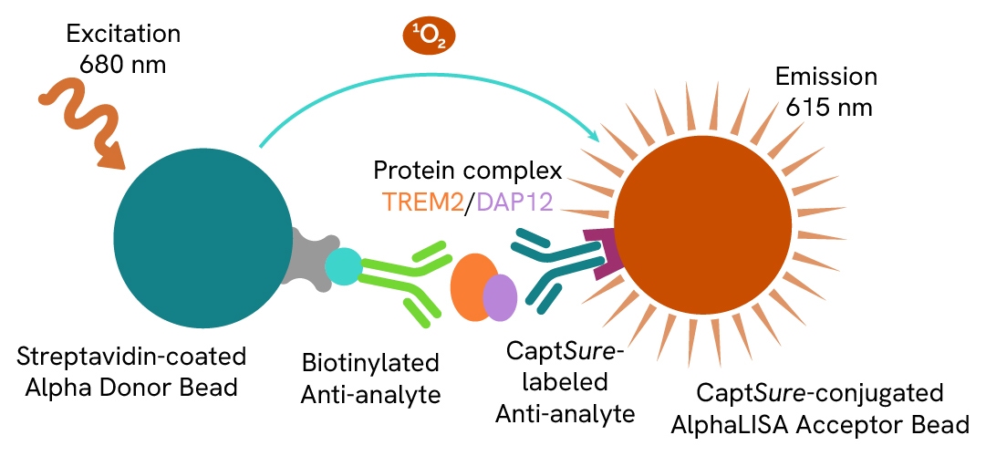 img-assay-principle-trem2-dap12-complex-alphalisasurefire-ultra.jpg