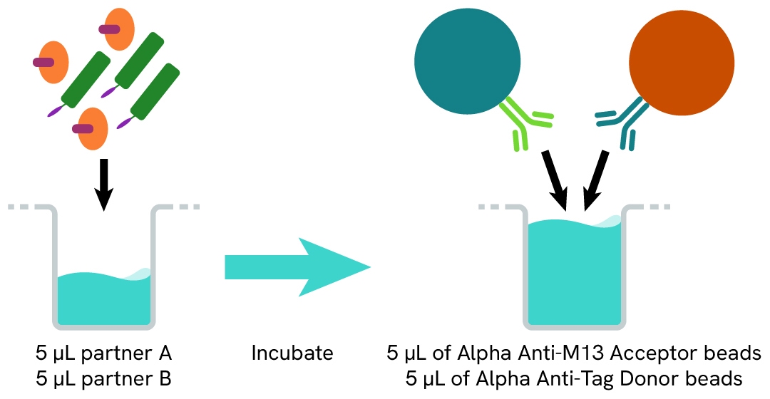 Assay Protocol of the Alpha Anti-M13 Acceptor Beads Assay