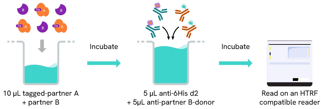 HTRF Anti-6His mAb d2-Conjugate assay protocol