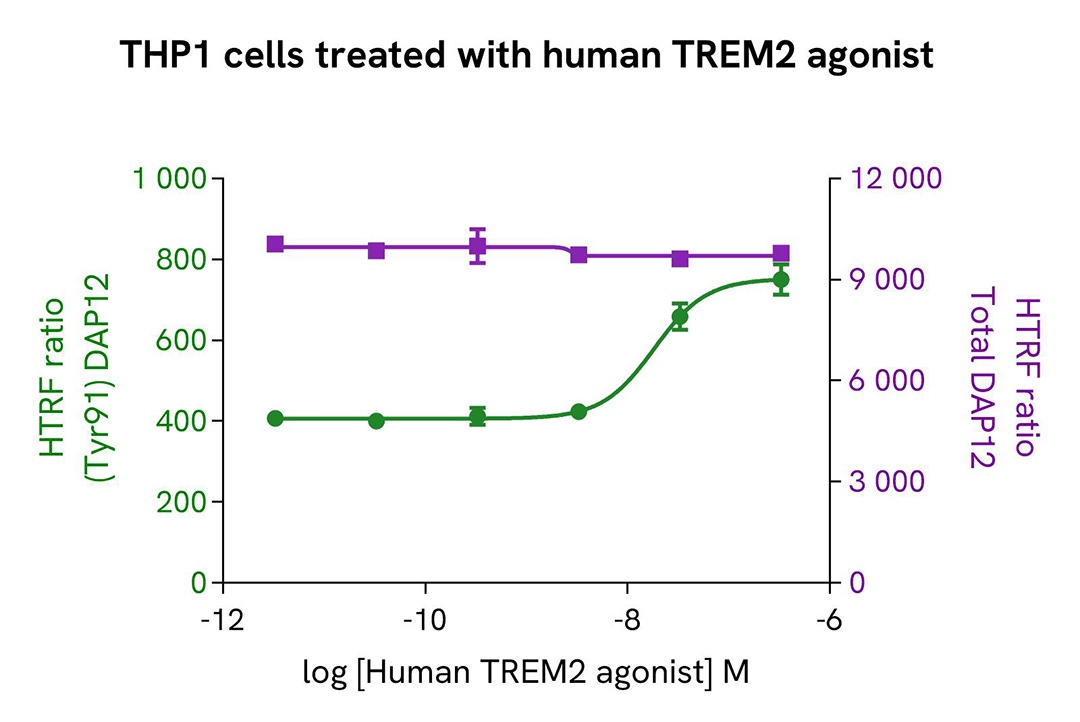 assay validation activator anti-TREM2 agonist DAP12 phospho-Y91