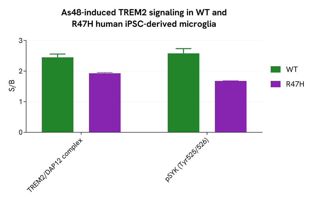 As48-induced modulation of TREM2/DAP12 Complex in WT and R47H Mutant Microglia differentiated from Human iPSCs