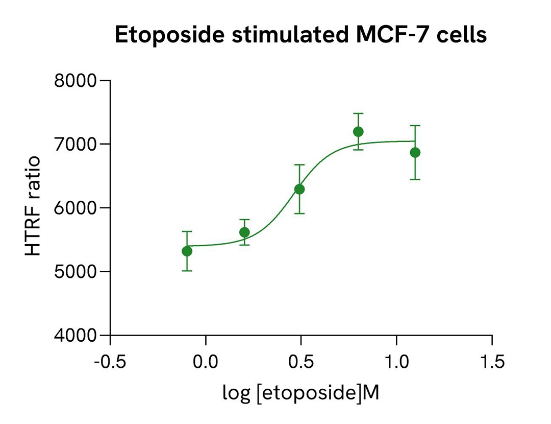 MDM2 induction by etoposide activator in MCF-7 cells