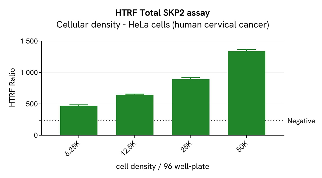 assay validation cellular density HeLa SKP2 total