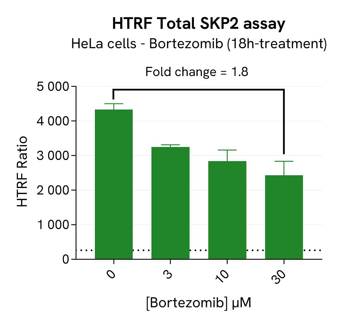 assay validation inhibitor Bortezomib SKP2 total