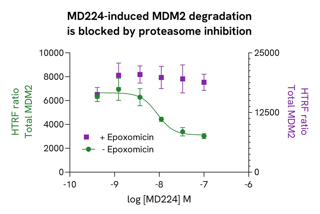MD224-induced MDM2 degradation is blocked by proteasome inhibition