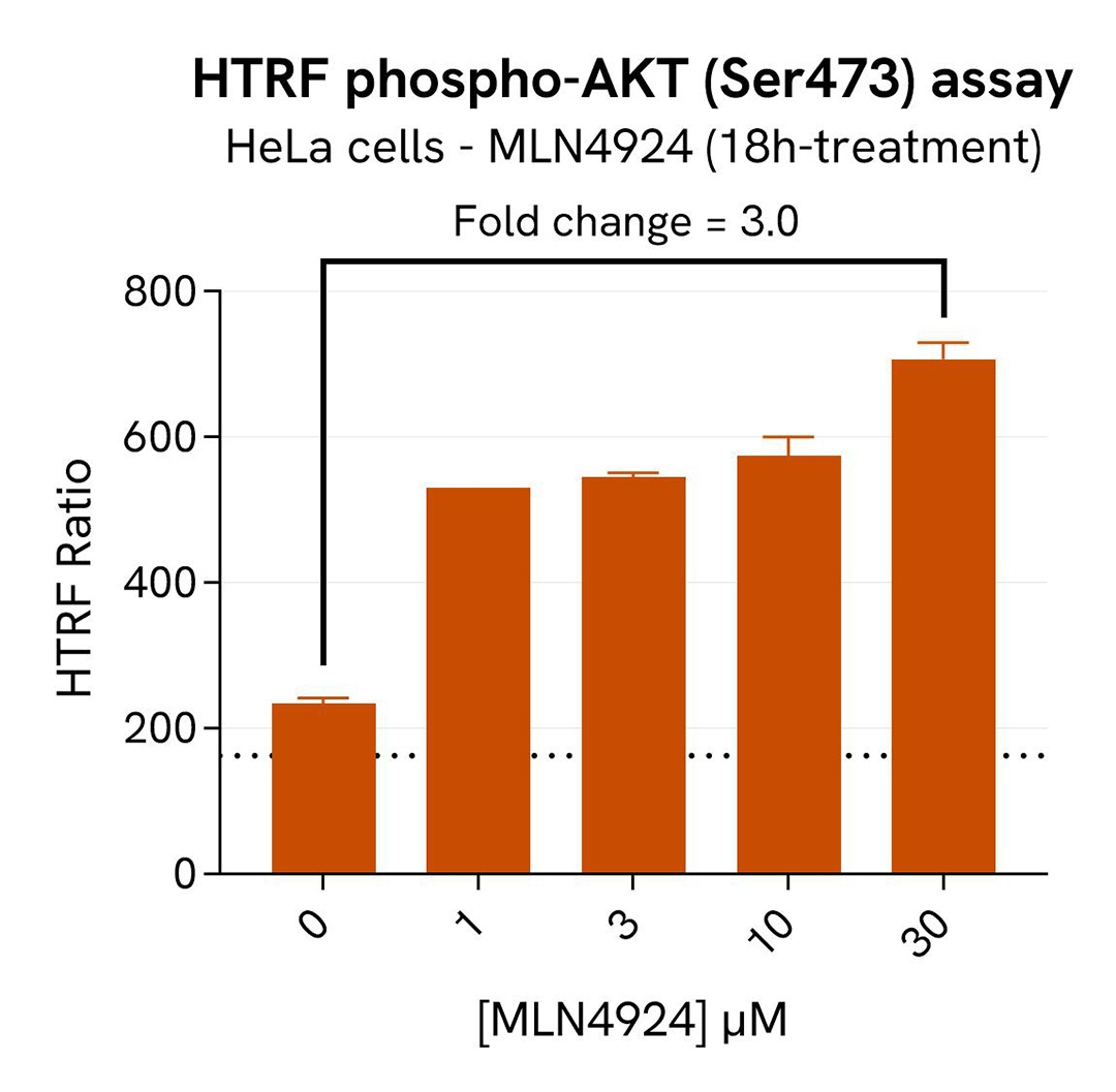assay validation inhibitor MLN4924 Phospho AKT Ser473 SKP2 total