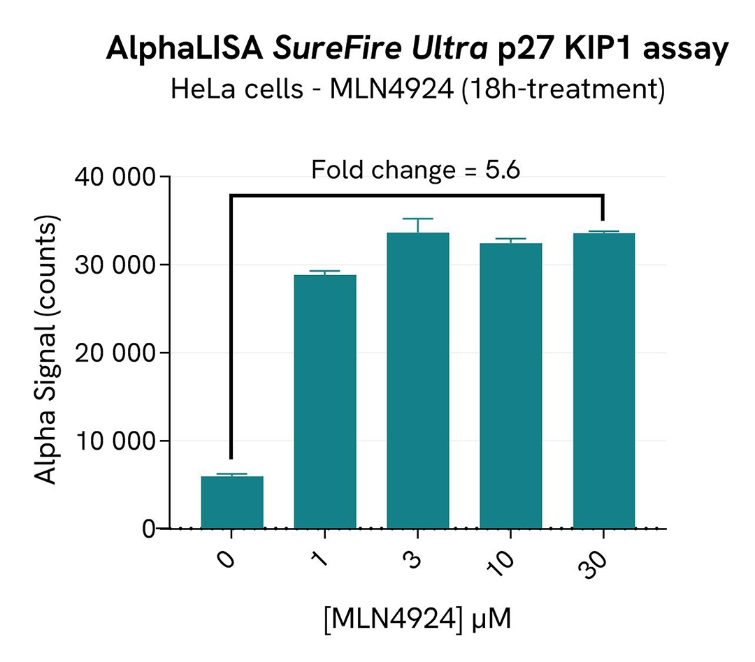 assay validation inhibitor MLN4924 SF p27 SKP2 total