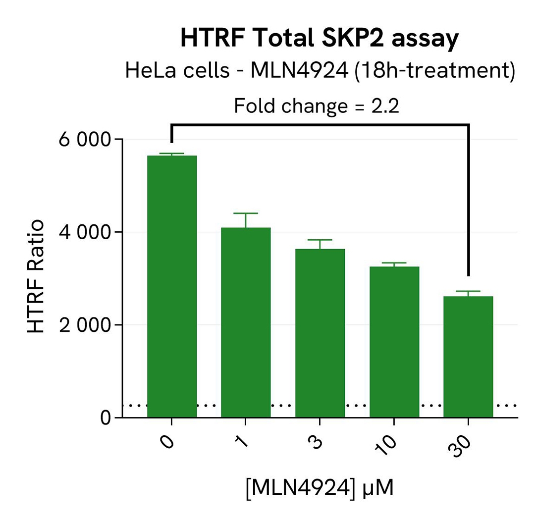 assay validation inhibitor MLN4924 SKP2 total