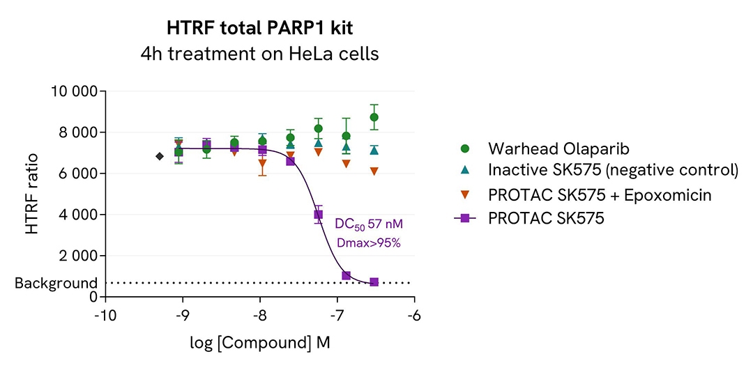 assay validation inhibitor PARP1