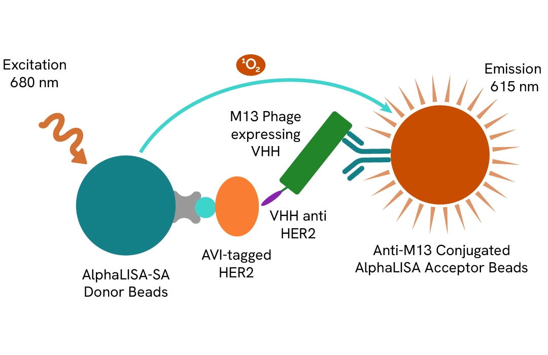 Assay validation schematic anti-m13 acceptor beads