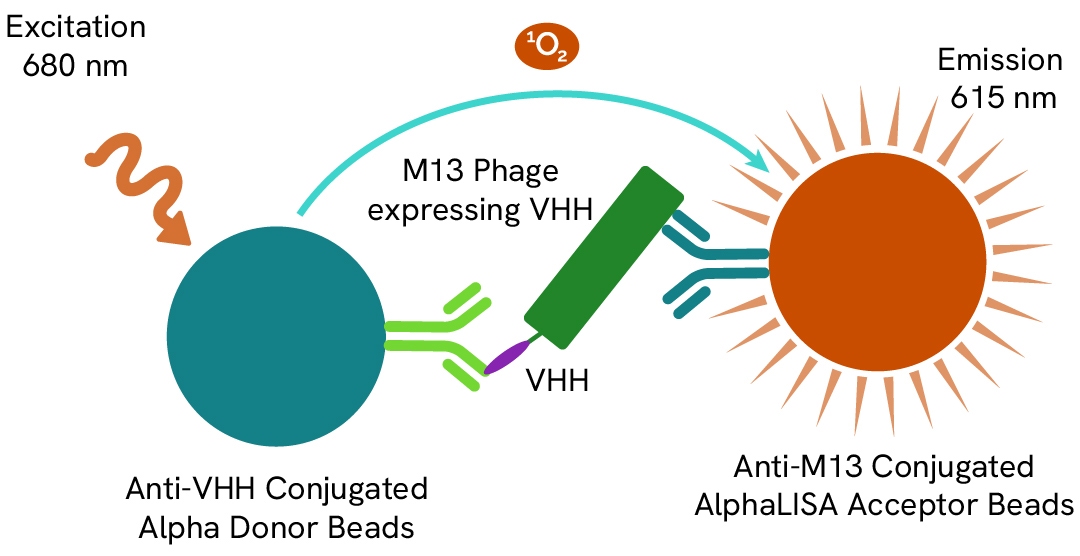 Detection of Phage M13 Expressing VHH