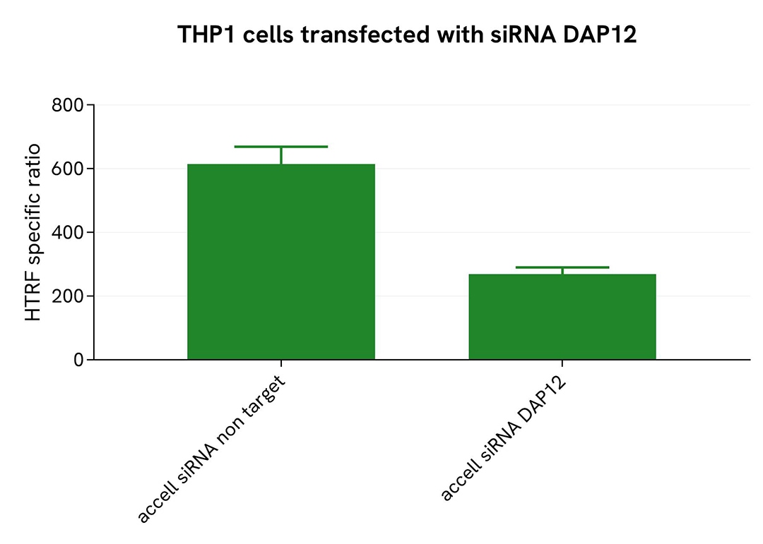 assay validation specificity DAP12 Phospho-Y91