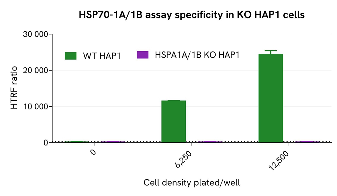 assay validation specificity KO HSP70 1A/1B total