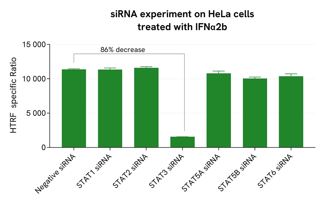 assay validation specificity siRNA HP STAT3 Phospho-STAT3Y705