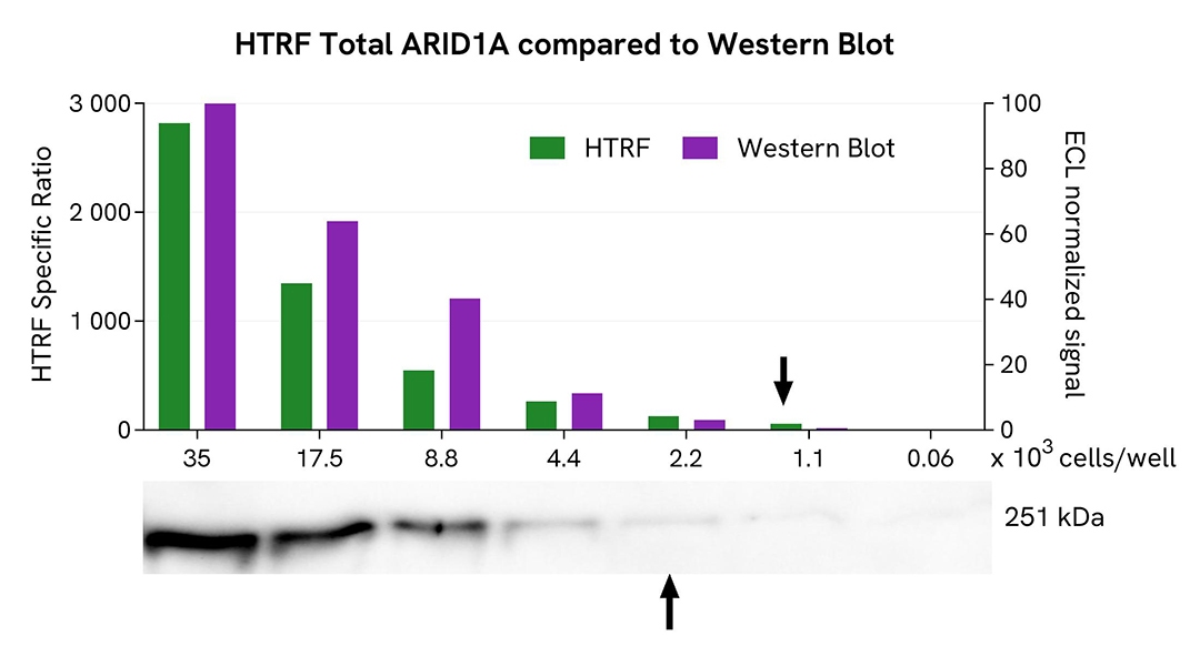 assay validation WB ARID1A total