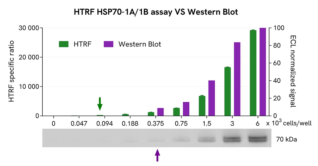 assay validation WB HSP70 1A/1B total
