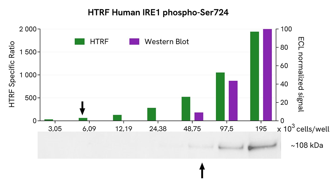 assay validation Western Blot IRE1 Phospho-S724
