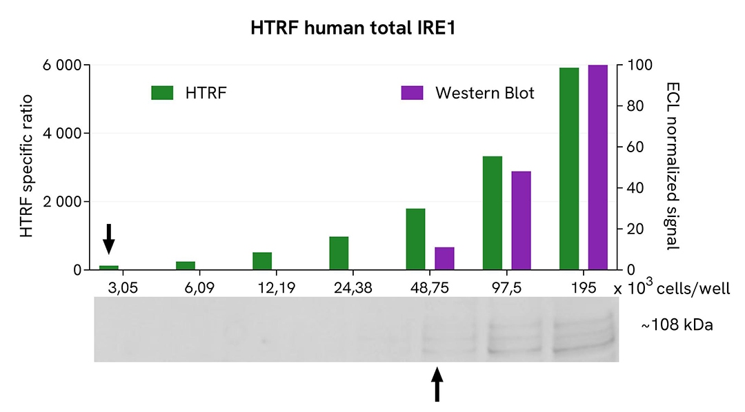 assay validation Western Blot IRE1 total