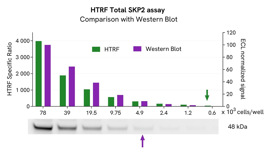 assay validation WB SKP2 total