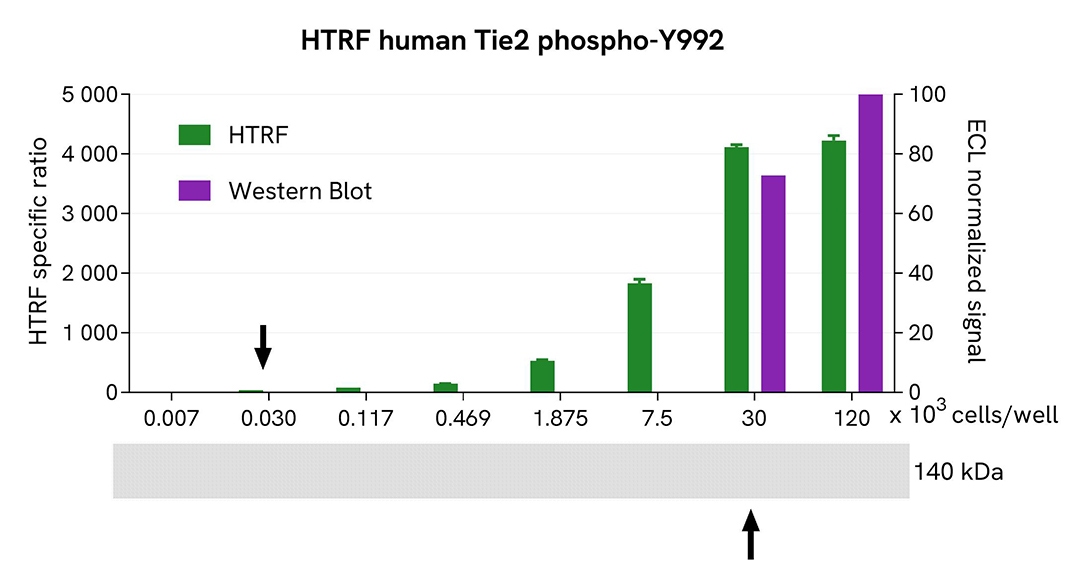 assay validation Western Blot TIE2 phospho-Y992