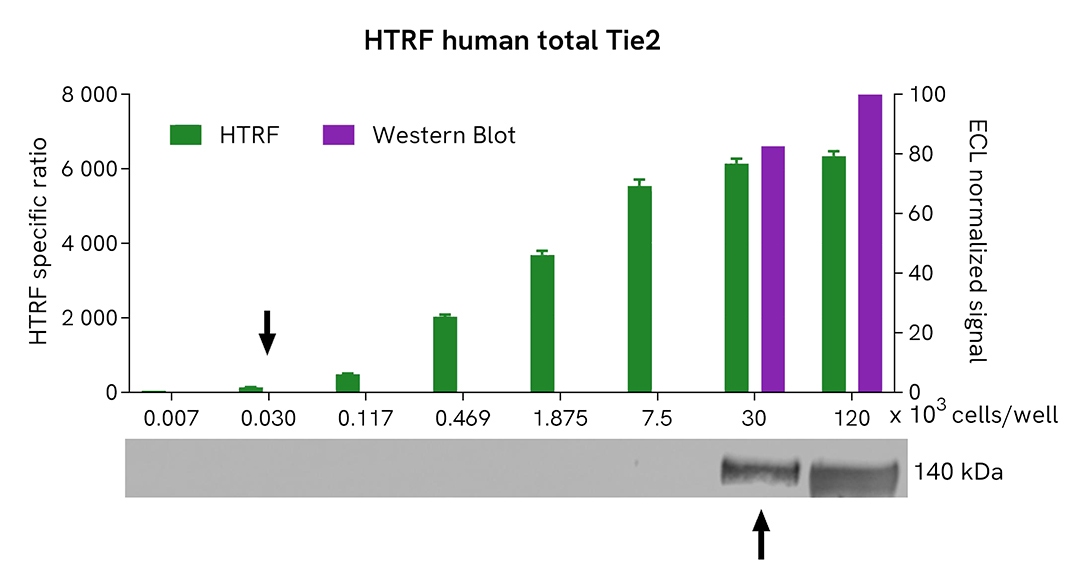 assay validation Western Blot TIE2 total