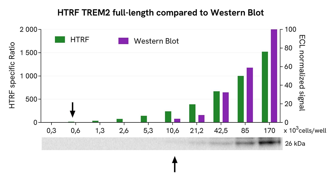 assay validation WB TREM2 Full length