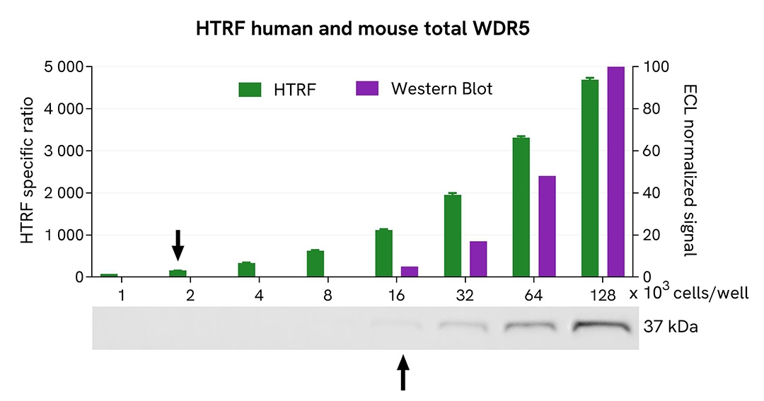 assay validation WB WDR5 total