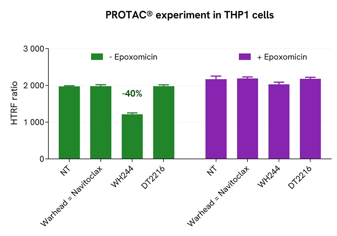 Assay validation - PROTAC Experiment in THP1 Cells