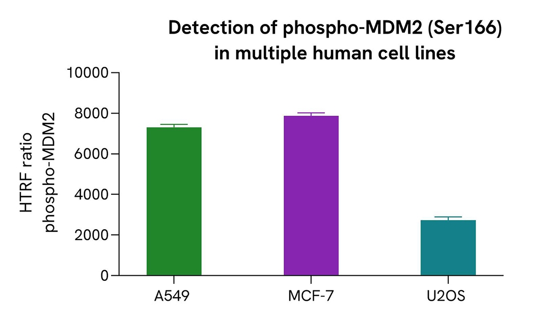 Versatility of MDM2 phospho-Ser166 assay