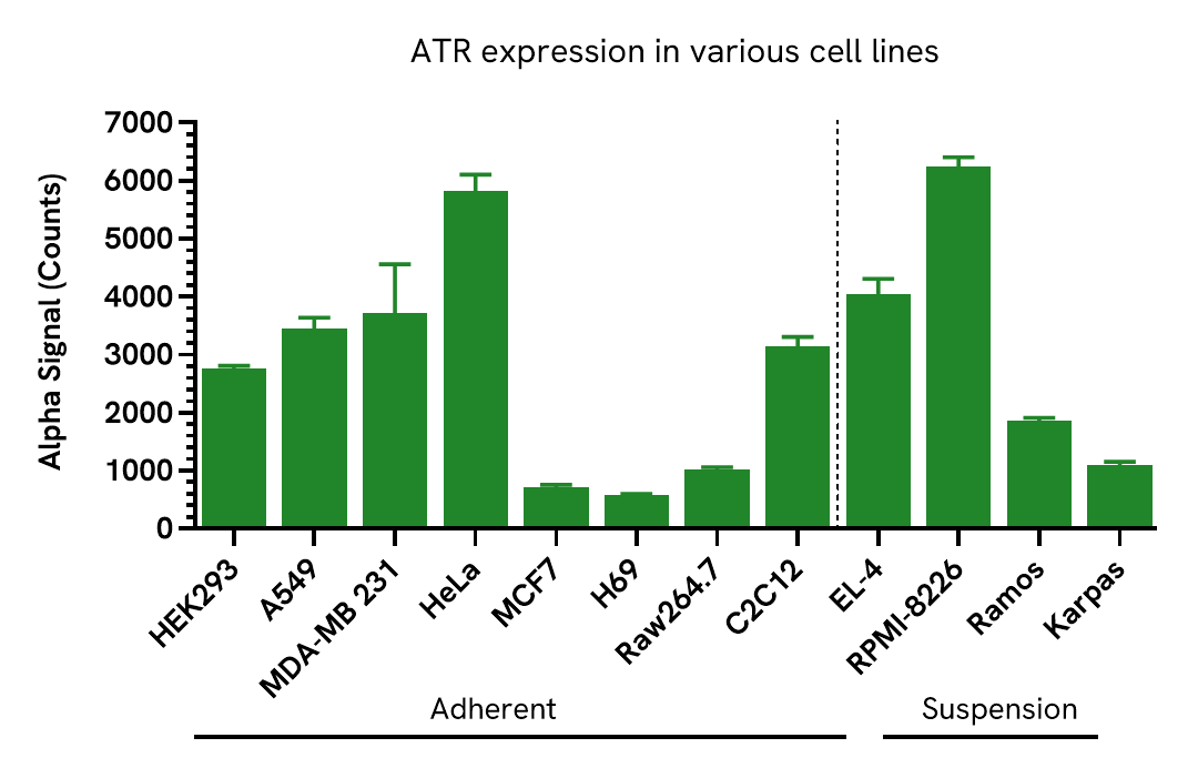 Expression of ATR in various cell lines
