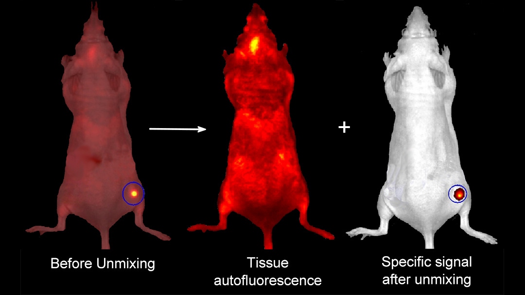 Autofluorescence removal