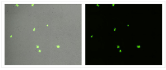 img-automated-focus-reduction-neutralization-test-using-gfp-expressing-rsv-1.PNG