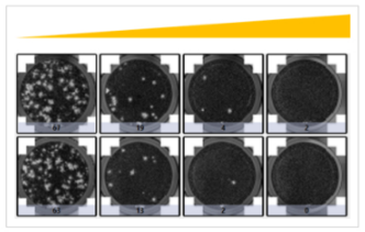 img-automated-imaging-and-detection-of-cytolytic-plaques-2.PNG