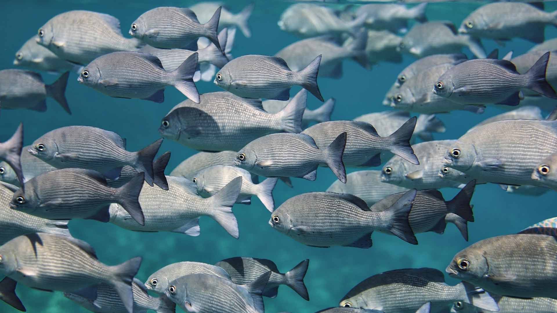 Automated Normalization of Small RNA Libraries with AutoNorm™ Technology