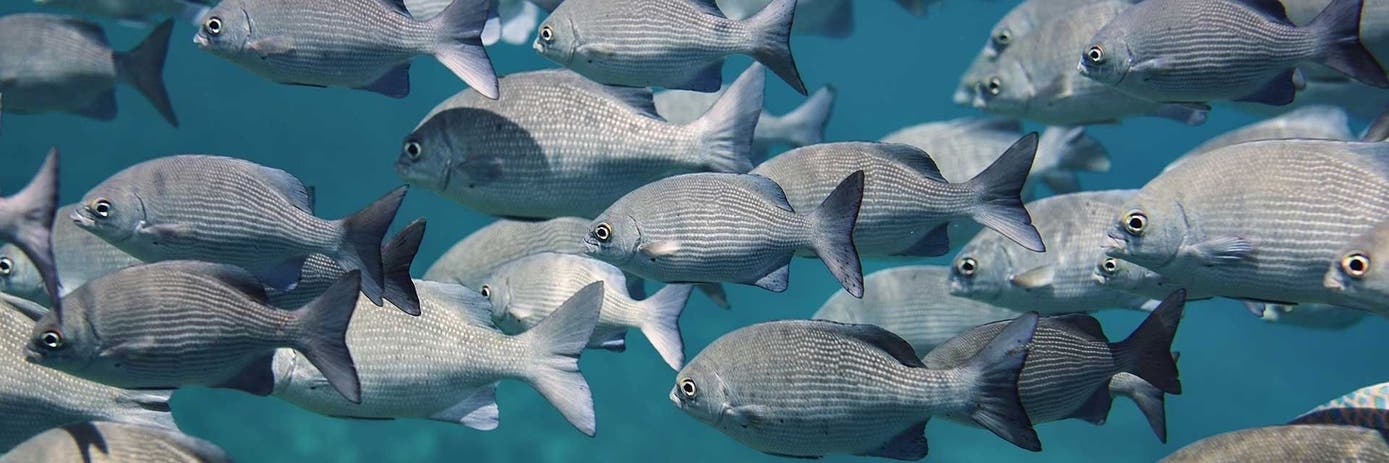 Automated Normalization of Small RNA Libraries with AutoNorm™ Technology