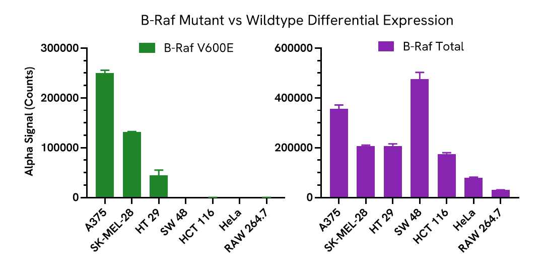 Differential expression of B-Raf Mutant and Wildtype assays in relevant cell lines