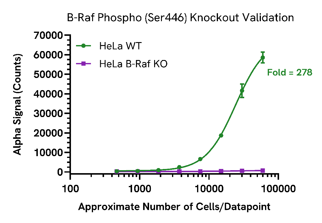 Specificity of Phospho B-Raf Assay