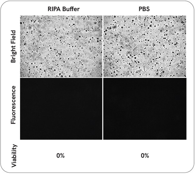 Figure 4 - Bead mill homogenizer for tissue lysis comparing assay buffers measuring cell lysis efficiency via AOPI